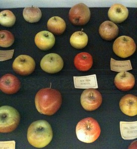 Papier mache apples, Museum of Economic Botany