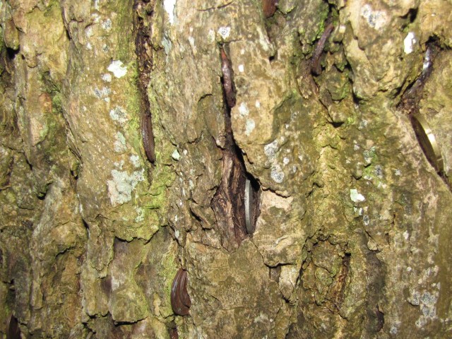 Coins in ash tree