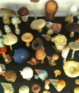 Papier mache fungi, Museum of Economic Botany