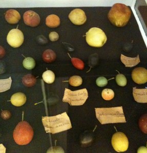Papier mache plums, and one wax pomegranate, Museum of Economic Botany