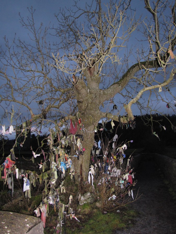 Raggy ash tree, Fore, Co. Westmeath