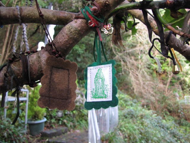 Holly tree at the holy well, Carraroe, Sligo