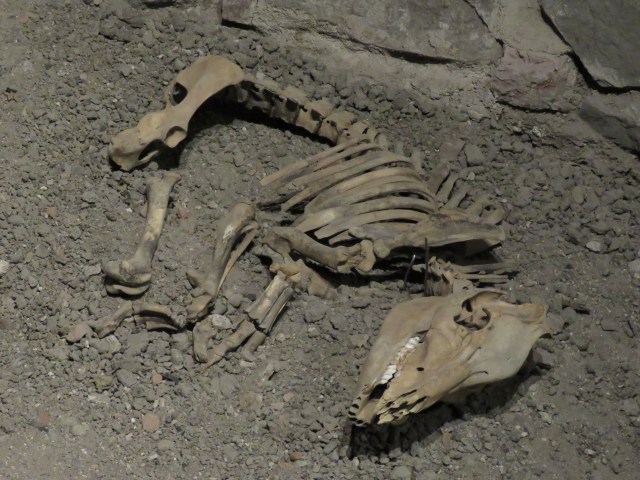 Skeleton of a young boar, found buried in the cellars