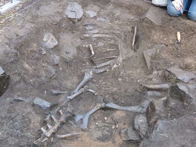Animal bones in Trench F