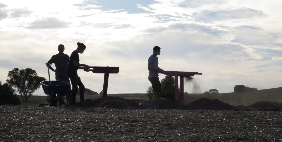 Sieving in the late afternoon sun.